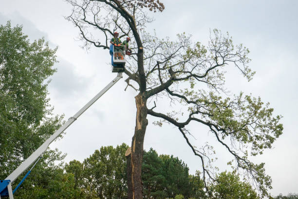 Reliable Mustang, OK Tree Services Solutions